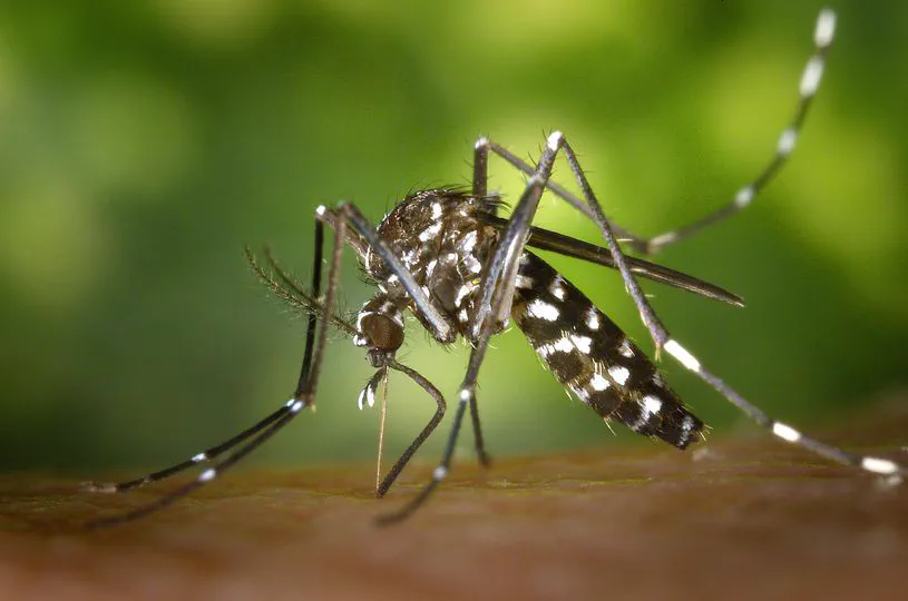 Forecasting relative abundance of mosquitoes in urban areas