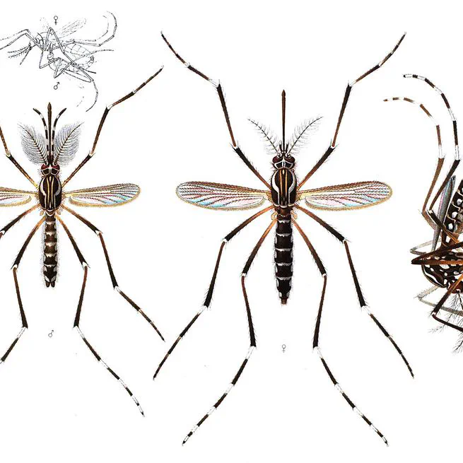 Forecasting the Relative Abundance of Aedes Vector Populations to Enhance Situational Awareness for Mosquito Control Operations